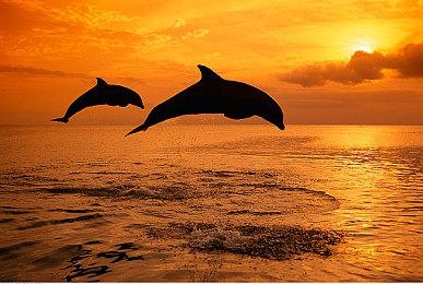 《真女神转生5》迎来发售一周年 官方公布贺图